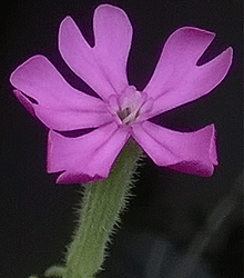 bymamo
