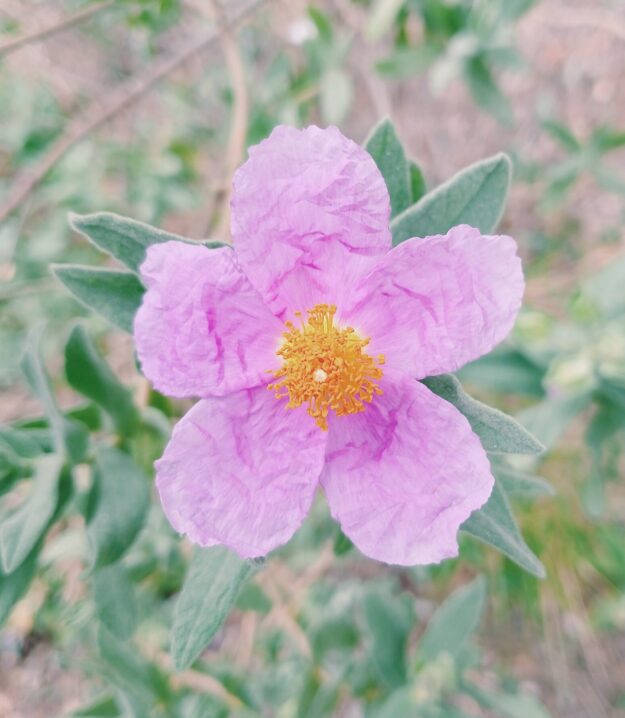 Jara Blanca