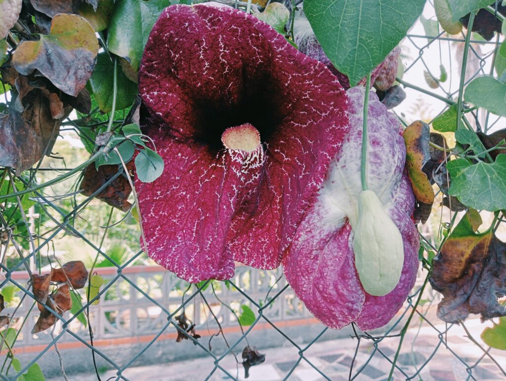 Aristoloquia Flor de Pelícano