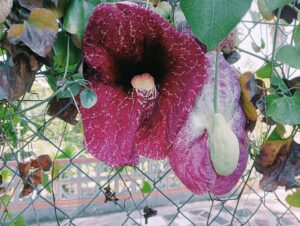 Aristoloquia Flor de Pelícano