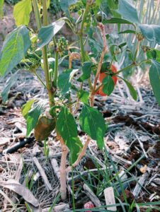 Pimiento Pippins