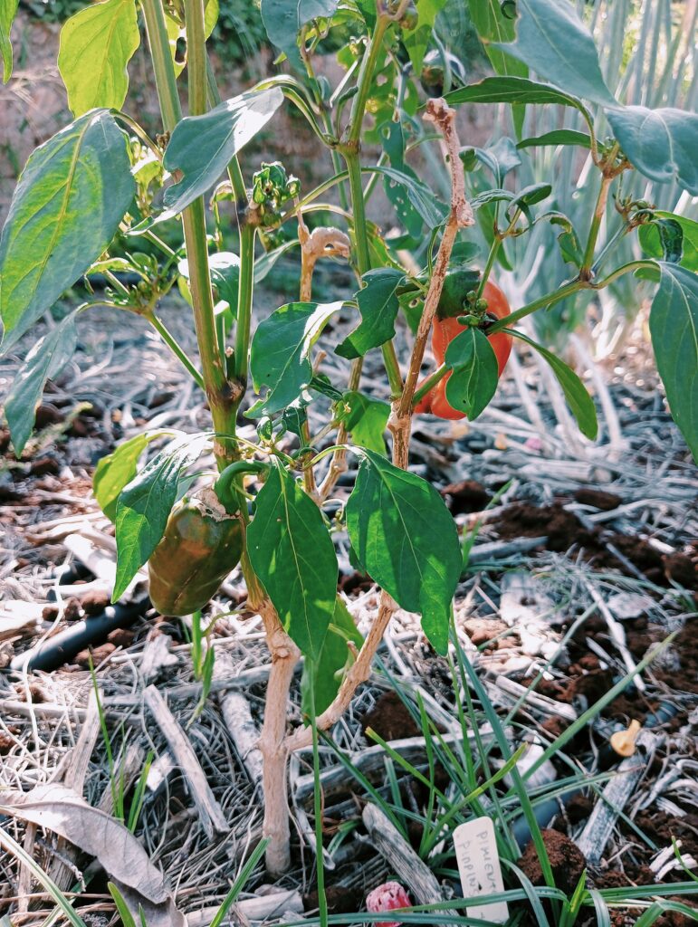 Pimiento Pippins