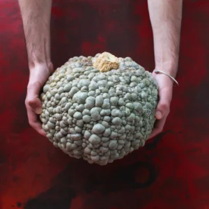 Calabaza vilera