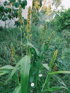 Sorgo