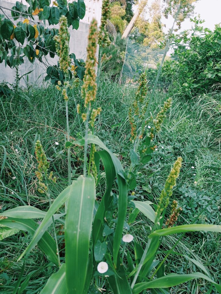 Sorgo