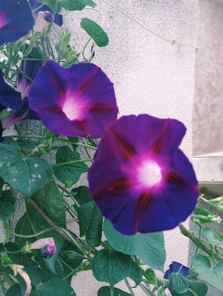 Campanilla