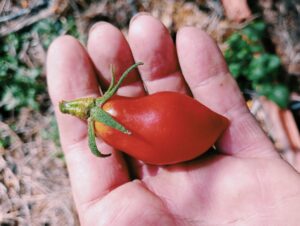 Tomate de Pera