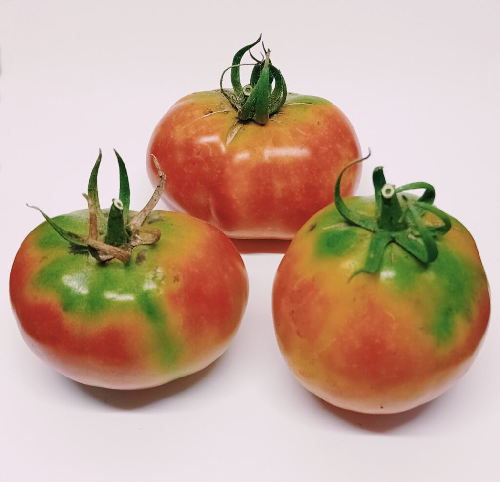 Tomate de Muchamiel