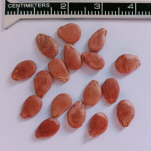 Sandia de Pepita Roja